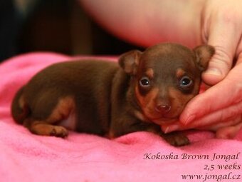 PRAŽSKÝ KRYSAŘÍK FENKA S PP FCI