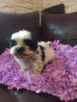 Jorkšírský biewer teriér bez PP,