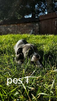 Americký stafordšírský teriér