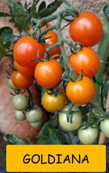 Semínka rajčata - různé druhy