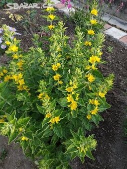 TRVALKY - mladé rostlinky