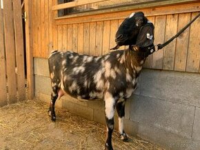 Anglonubijská koza