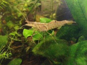 Kreveta kroužková Macrobrachium Asamensis krevetka