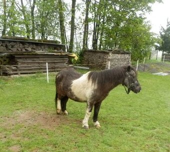 Kobylka pony