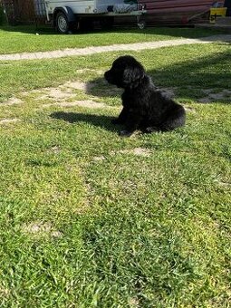 Po zrušené rezervaci- volná fenka labradora, černé barvy
