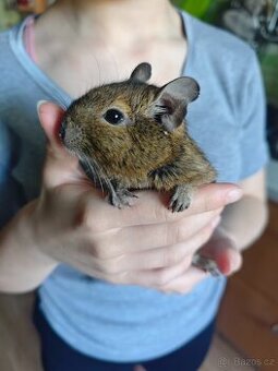 Daruji - osmák degu