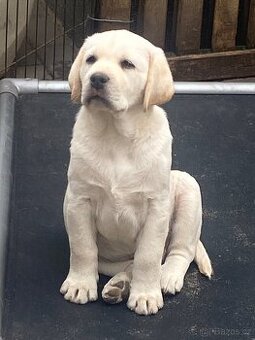 labradorský retriever - štěňátka s Průkazem Původu - 1