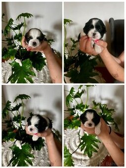 Shih-tzu štěňátka