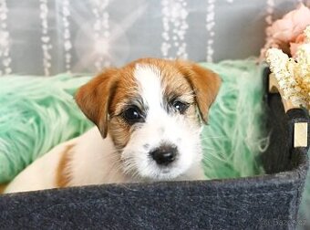 Jack Russell terier s PP - pejsek