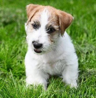 Jack Russell terier s PP - pejsek