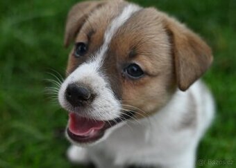 Jack Russell terier s PP - fenka - 1