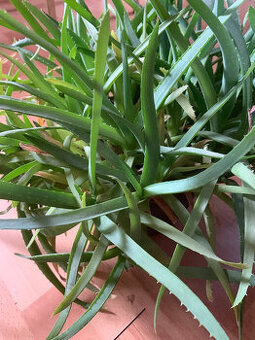 Aloe vera