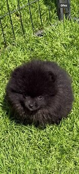 Pomeranian s PP