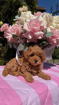 Maltipoo letní sleva