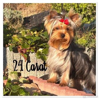 Yorkshire terrier s PP