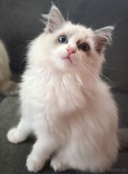 Ragdoll bez PP