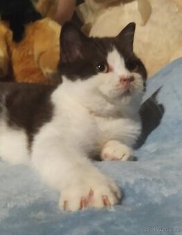 Britská koťátka krátkosrstá