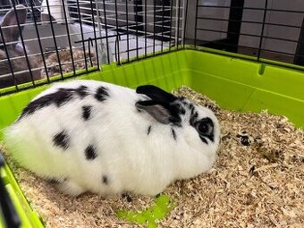 Králík zakrslý nar. 22.6.2024