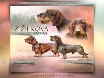 jezevčík trpasličí drsnosrstý