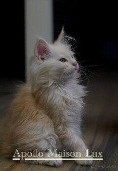 mainská mývalí kočka (mainska myvali)