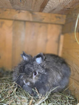 zakrslí králíčci  Teddy s PP- dospělí jedinci