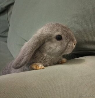 Zakrslý beránek králíček + očkování