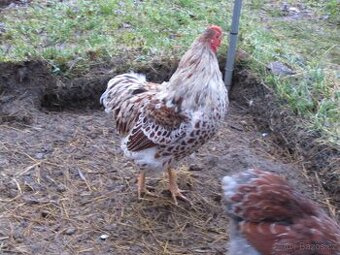 Kohout Wyandotky zdrobnělé