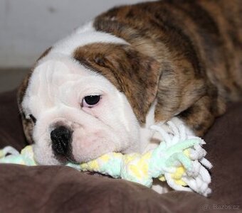 Anglický buldok s PP, volná fenka