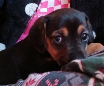 Štěňátko malého vzrůstu