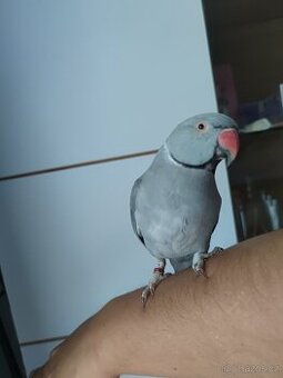 Papoušek Alexander šedý - 1