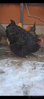 Orpington kohout