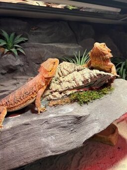 Agama vousatá dvě samičky k prodeji