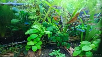 MODRÁ NEONKA PRODÁM- VYMĚNÍM