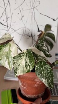 Monstera variegata