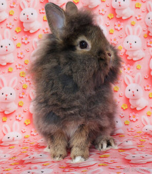 Zakrslý králíček krátkouchý lvíček aguti sameček s VP .