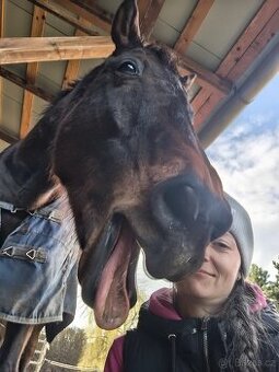 Sháním rekreačního koníka