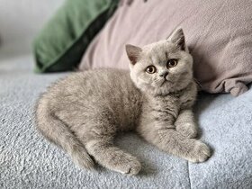 Britská modrá krátkosrstá koťátka s PP (kočička)