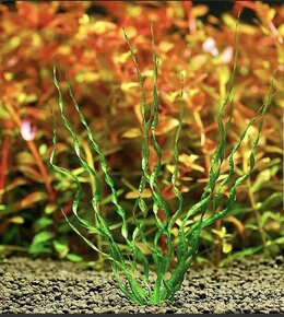 Akvarijni rostlinky - Echinodorus Vesuvius (nenarocne)