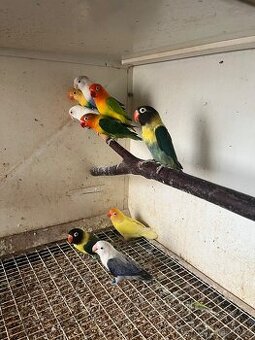 Agapornis