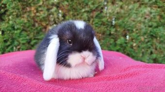 Zakrslý beránek, králíček, králík - ELIŠKA