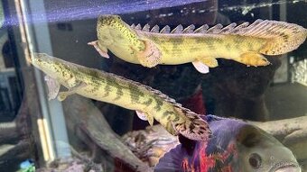 Bichir Endlicherův - 1