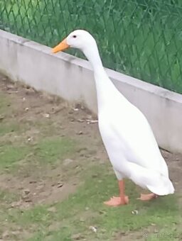 Indický běžec kačer