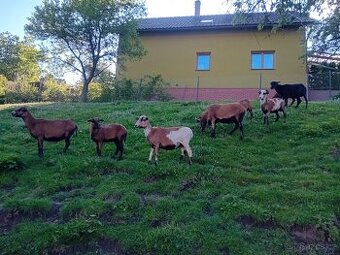 Prodám kamerunské ovce
