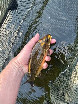 Koi