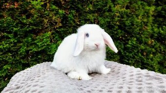 Zakrslý beránek, králíček, králík - TYMIÁN