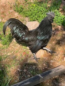 Daruji kohouta Ayam Cemani - 1