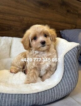Maltipoo f1 male 700€