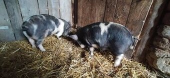 Kune kune