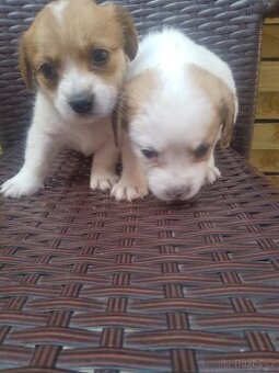 Jack Russel teriér