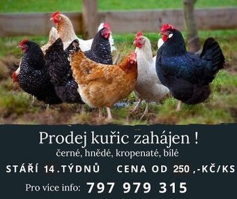 Kuřice, nosnice